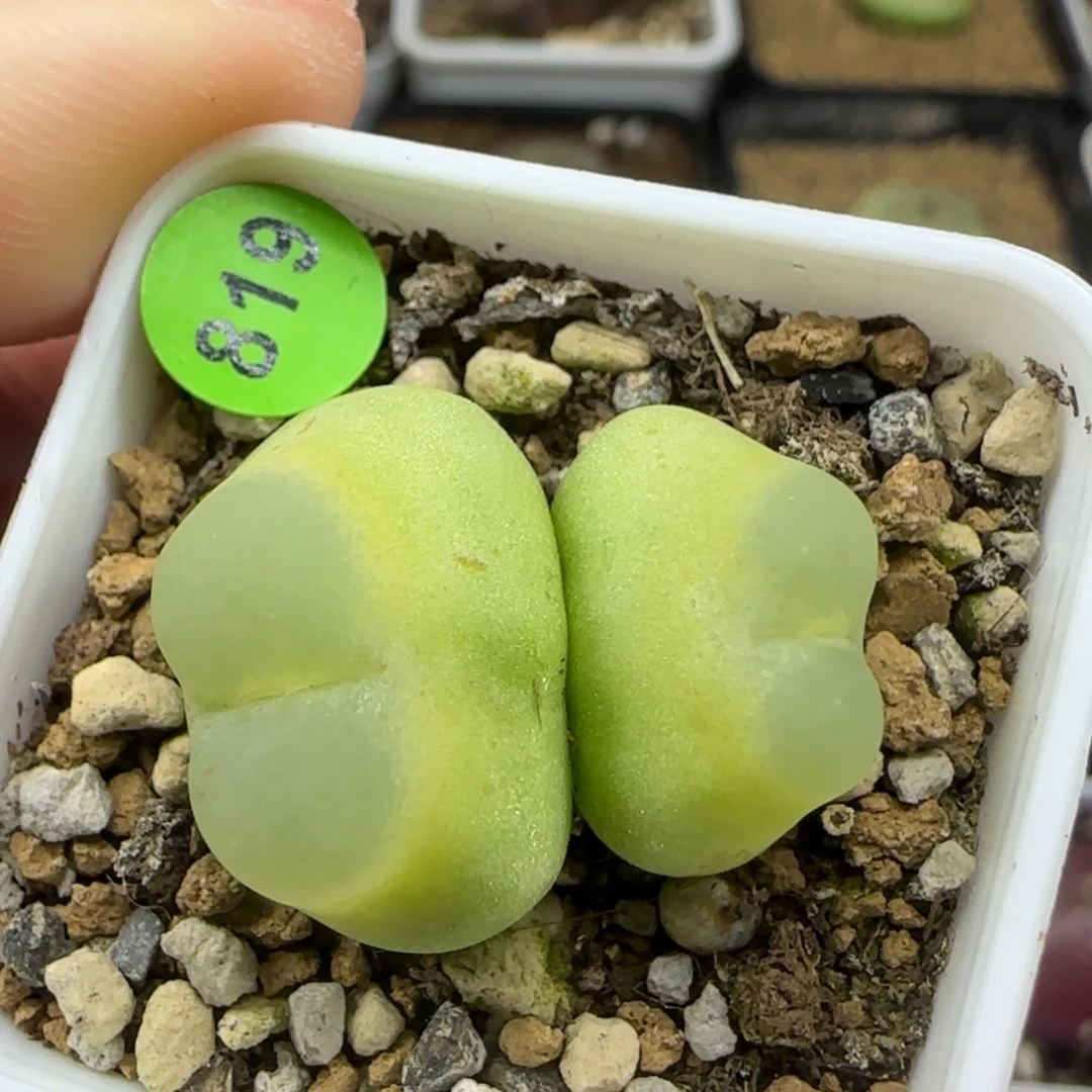 嘟嘟嘴拉登双头1.7/2（819）