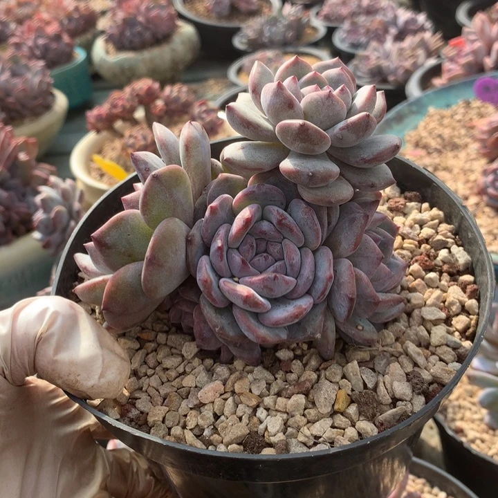 幸福一生花花花花花花花