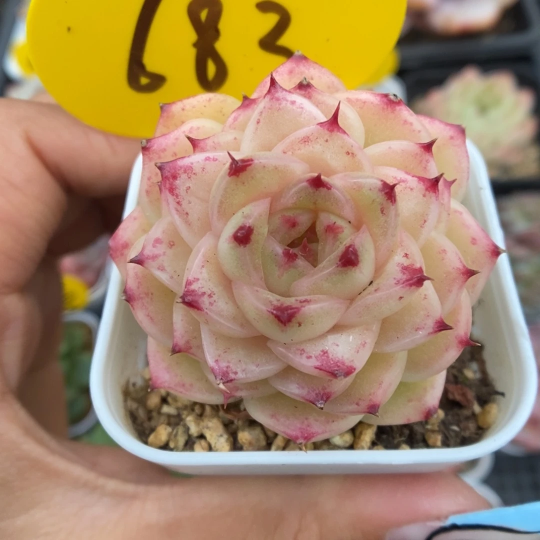 油透麦秆可拍683号。