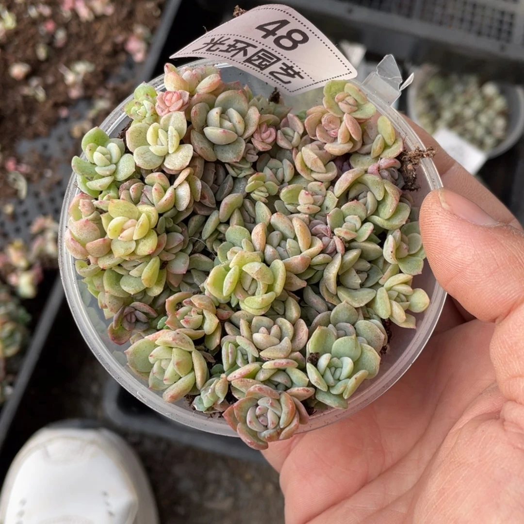 48号特价福利欧泊切糕最后两份