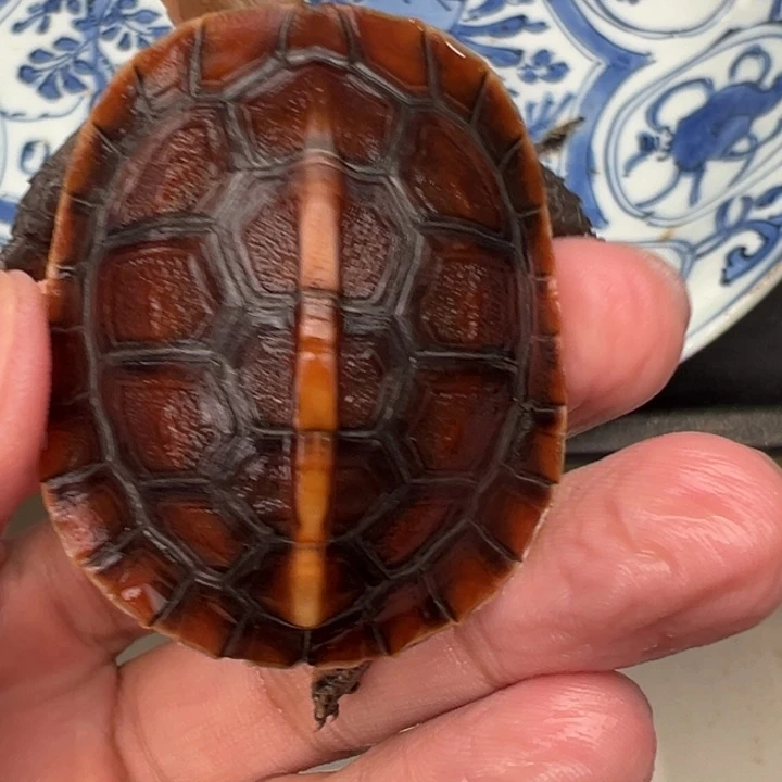 母绿毛龟燮**清啦啦了我