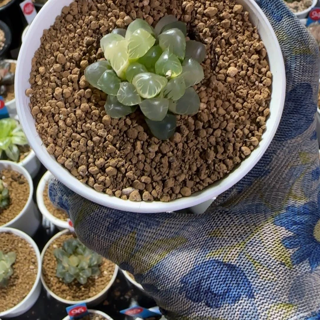 287实生糊斑籽播 4.3 厘米左右一物一拍带盆