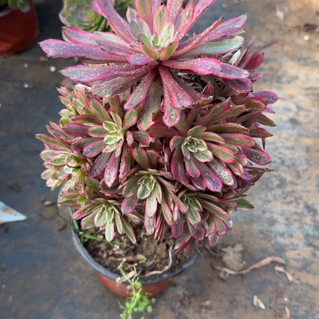 紫霞仙子，460满20包邮断枝不包