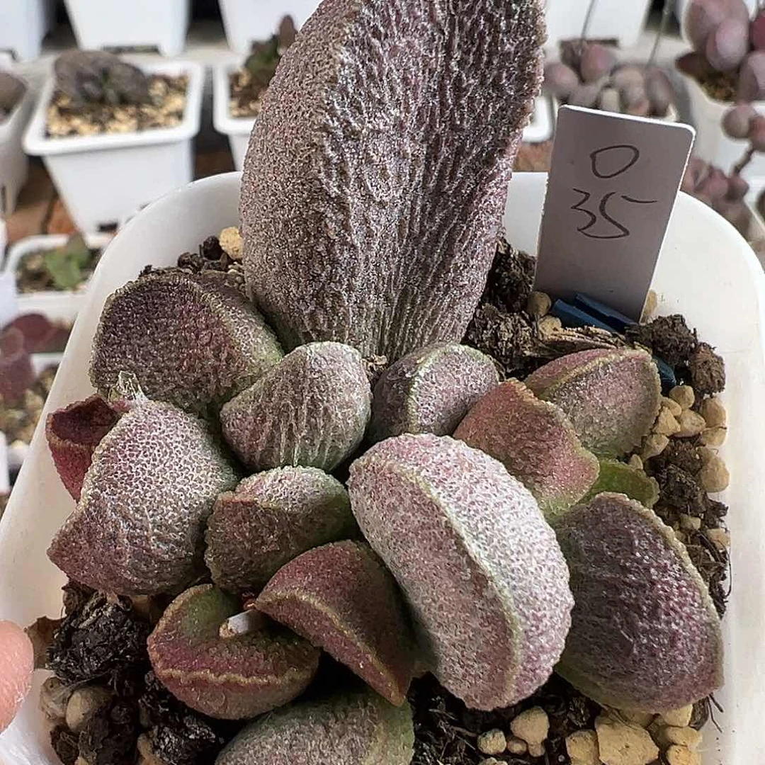 纹路款超大母叶实生新品