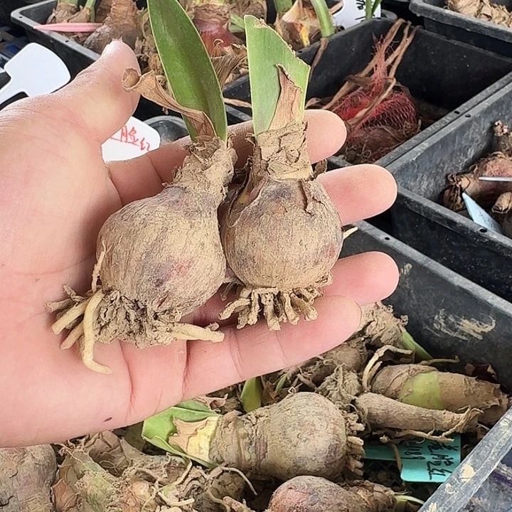 害羞脸红朱顶红一棵3.5+