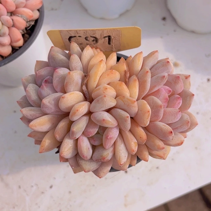 健健康康平平安安