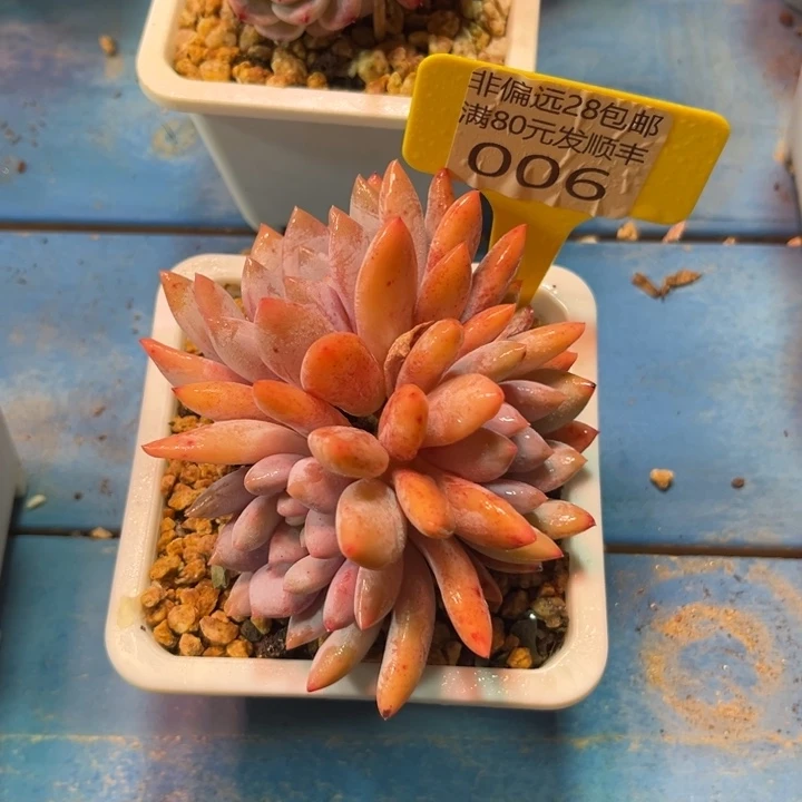 大006，bcbcbvbbbbb