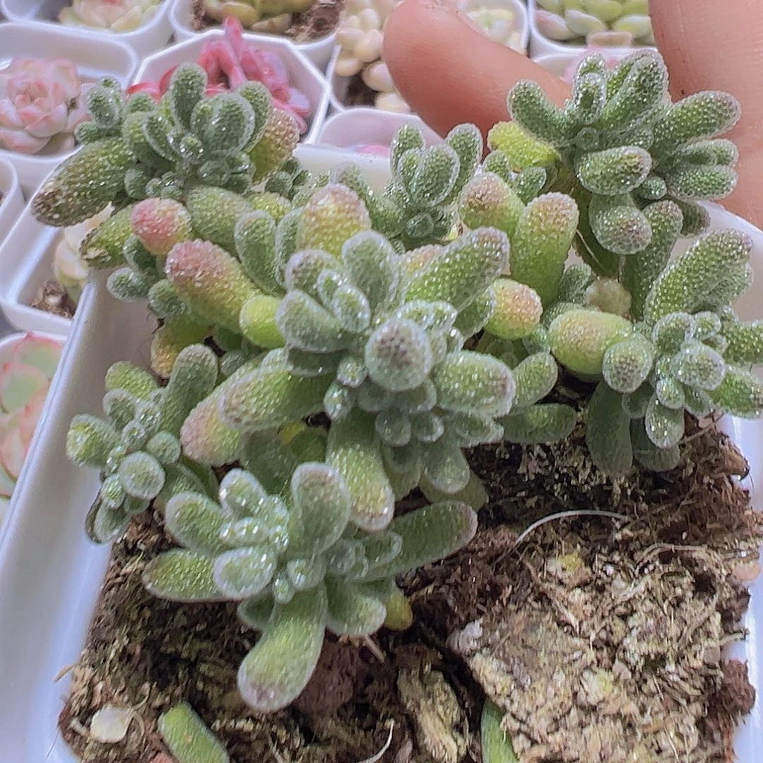 冰晶枝干19包邮多肉植物