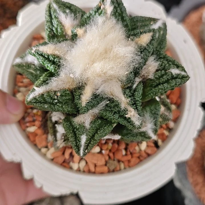 一物一拍成田辛顿牡丹！