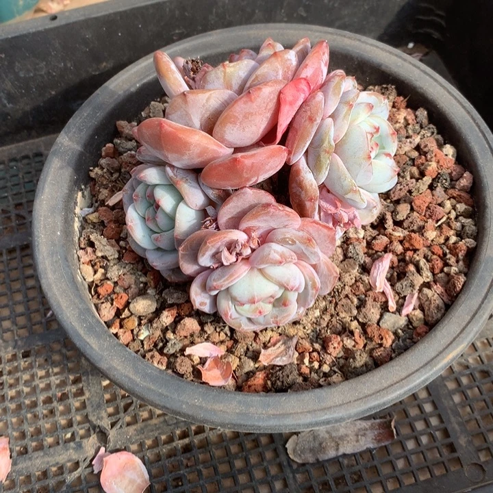 无花朵哈哈哈哈哈哈哈哈20