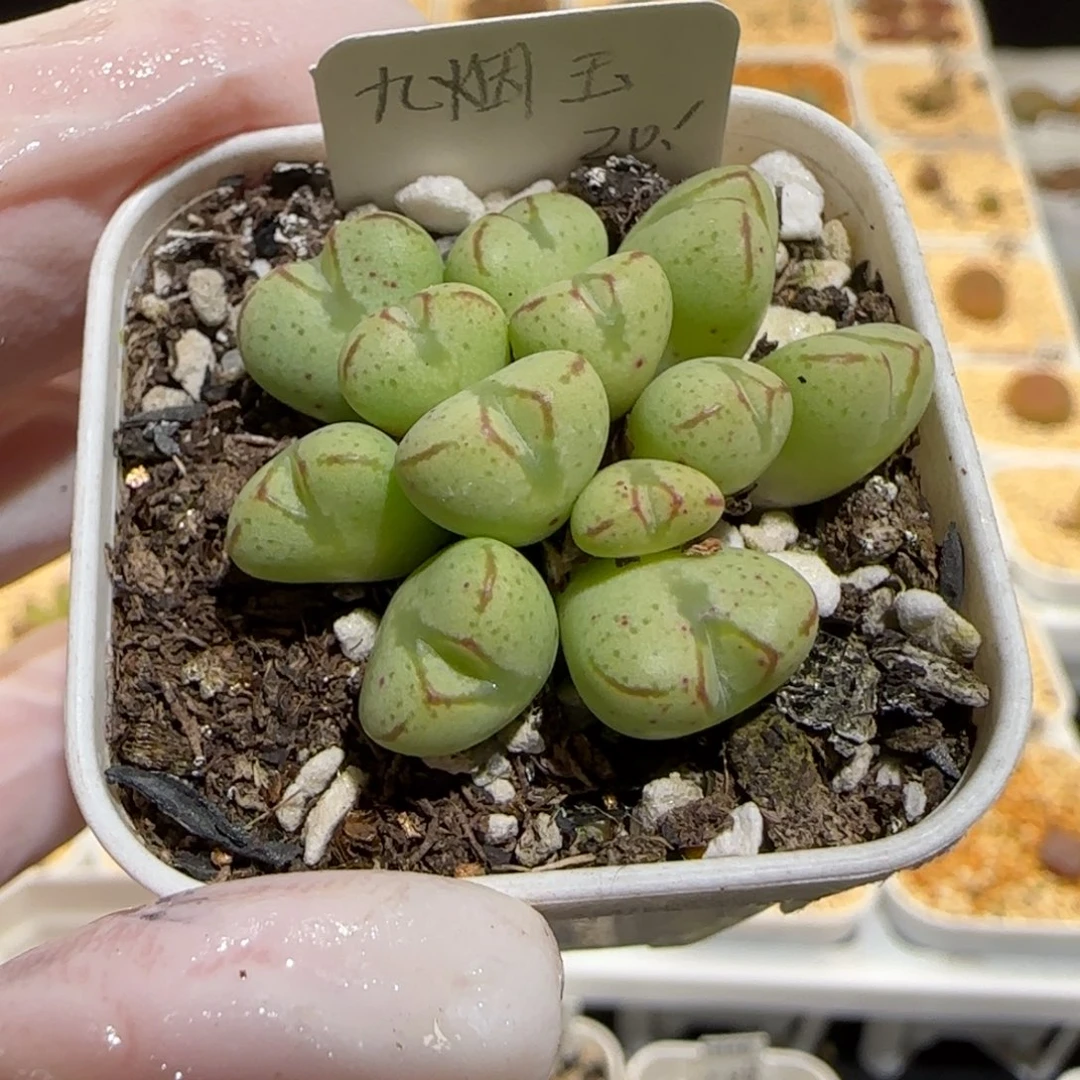 肉锥多肉植物百科30-九烟玉1260