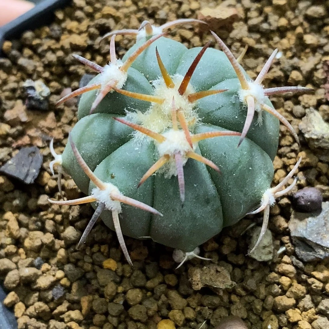 孤品实生特选株短豪刺花王平丸3.2cm
