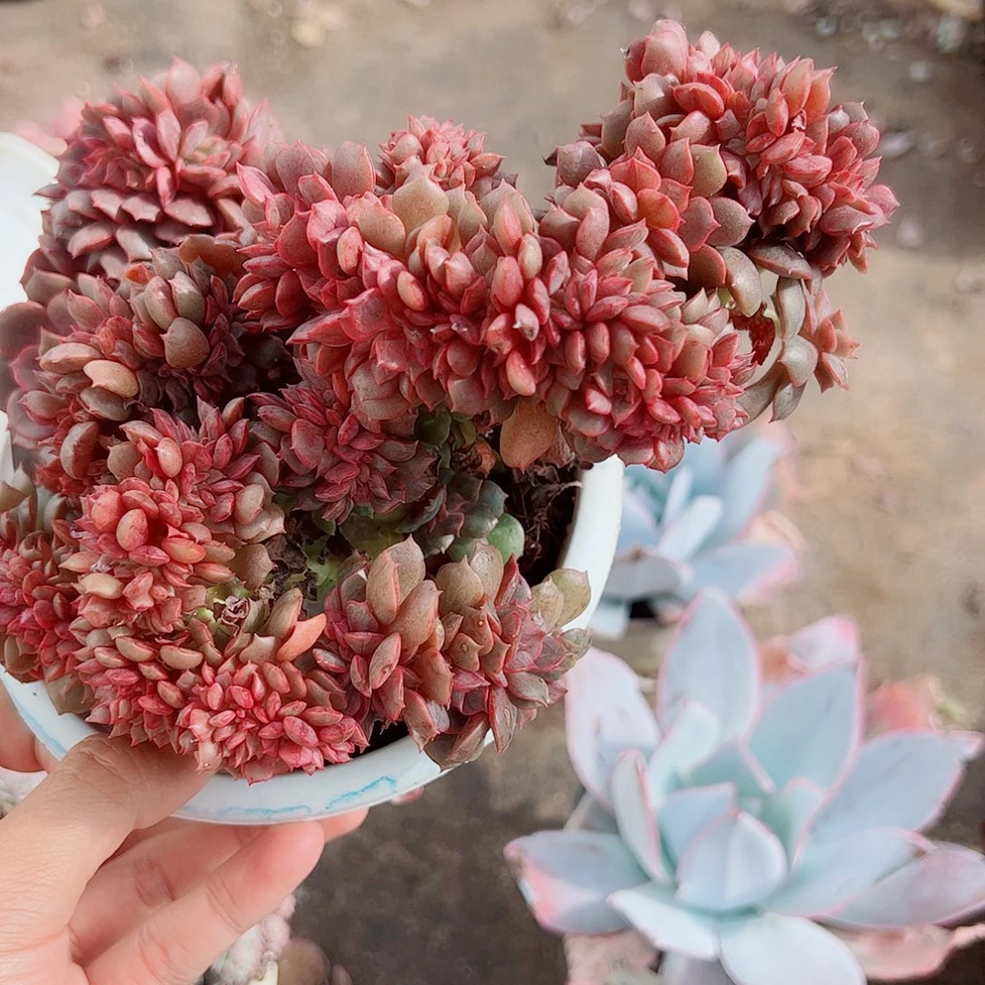 大红袍缀化精品特价