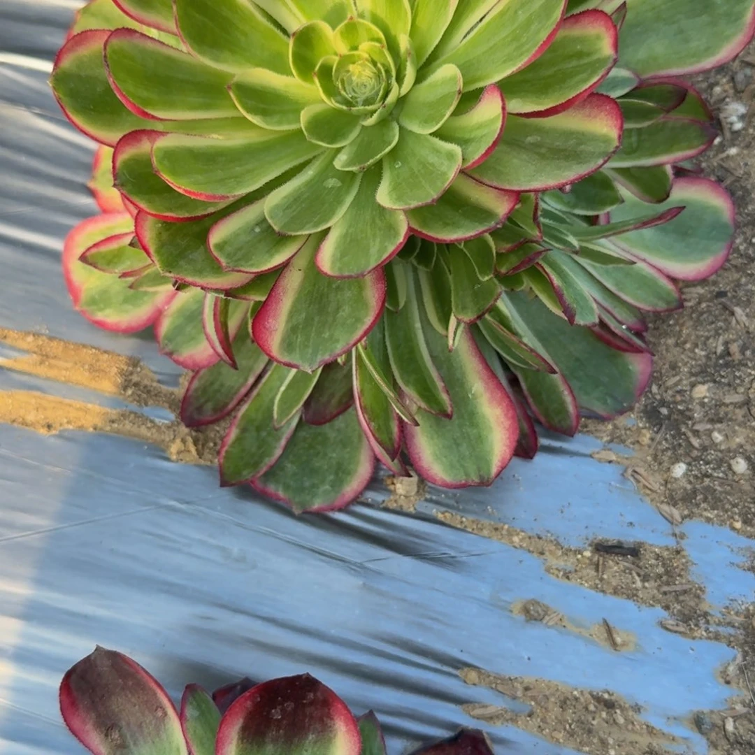 生*042粉海王。 多肉植物