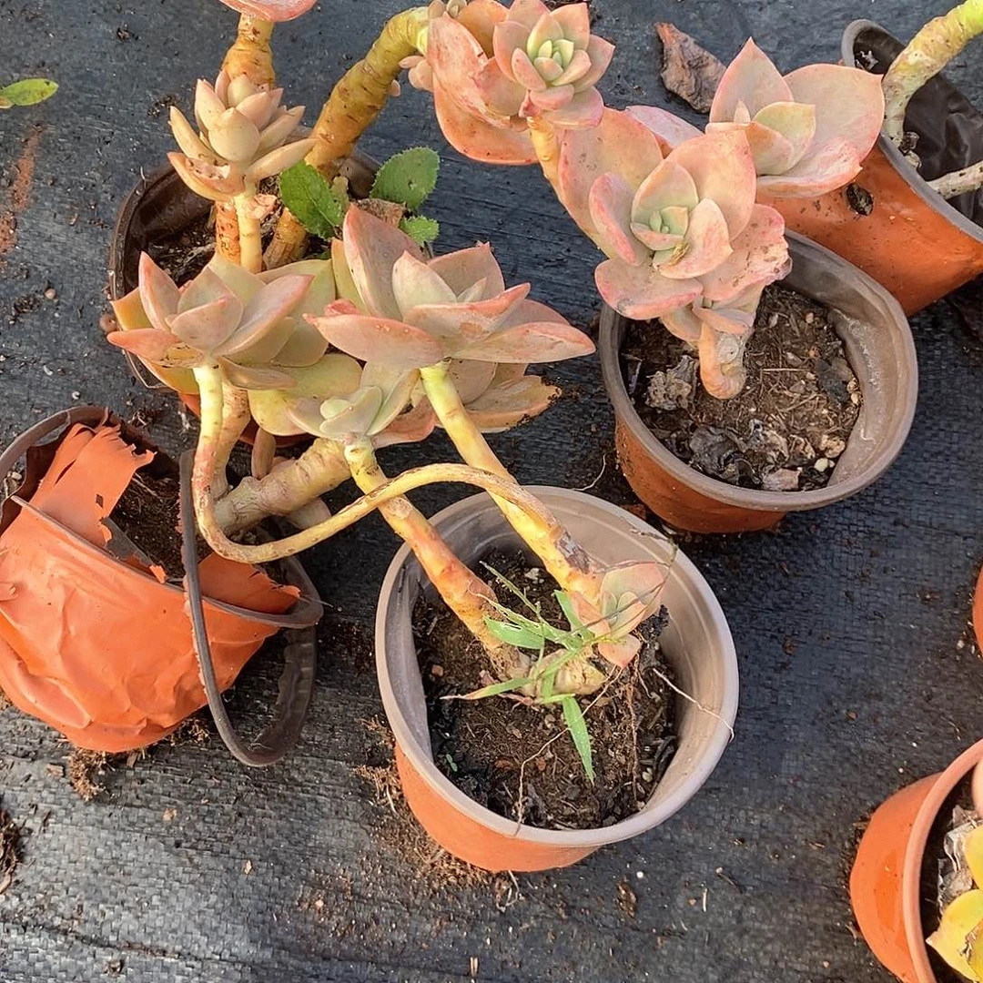 花***！贺氏5颗多肉，不售后