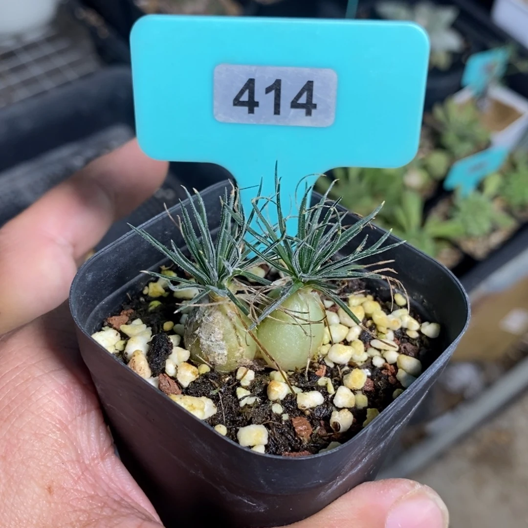 毛叶迷你海葱多肉植物