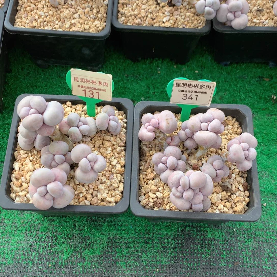 雪*使烟美人2颗131-341