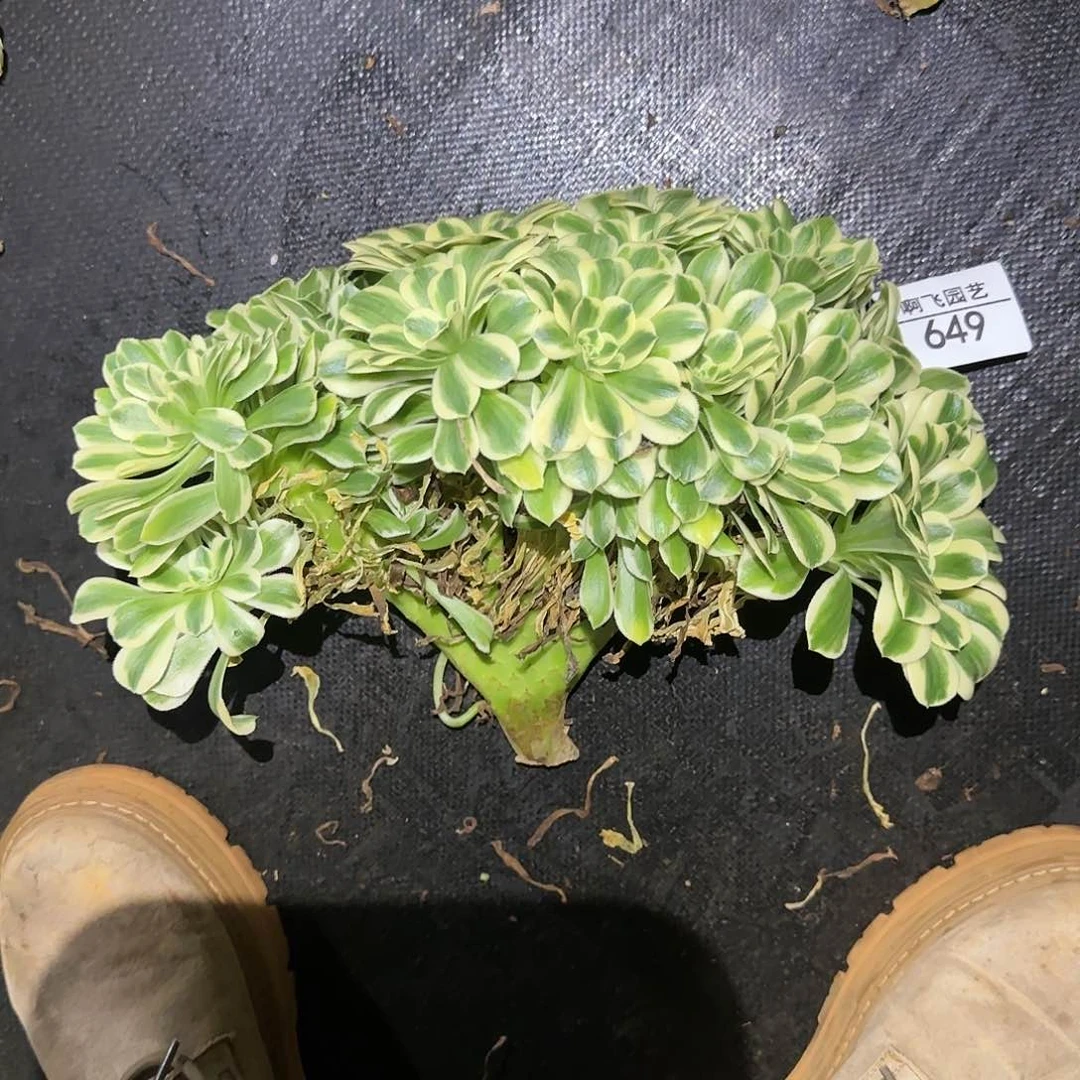 飞**天649多肉 迈巴赫法师福利