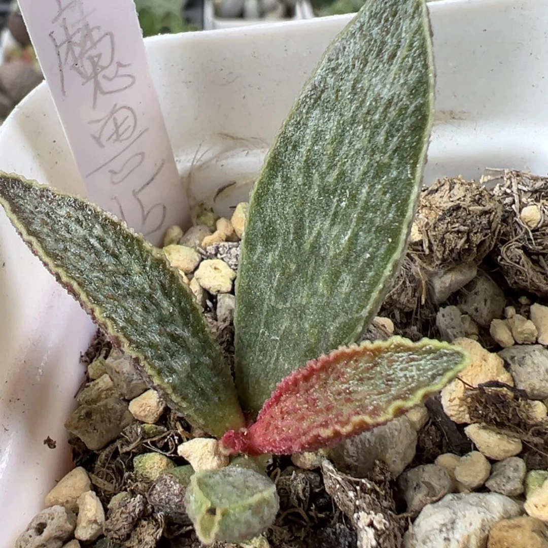 w魔兽多肉植物水泡