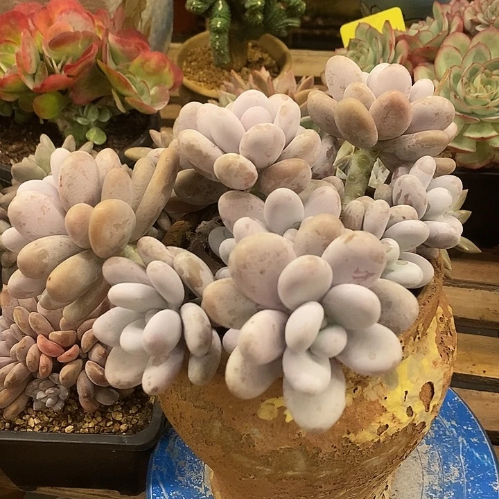 多肉植物肉肉植物