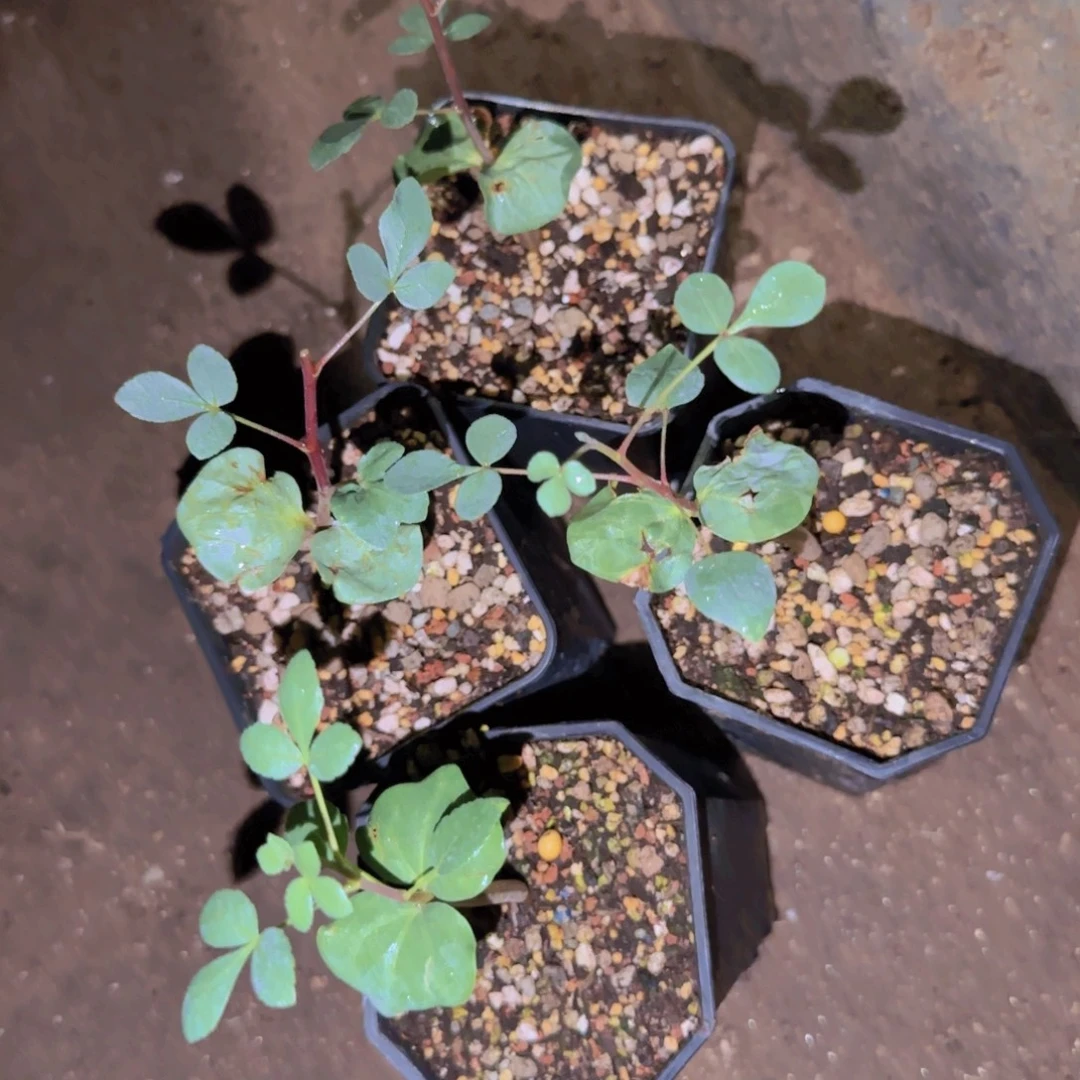 块根植物块根植物