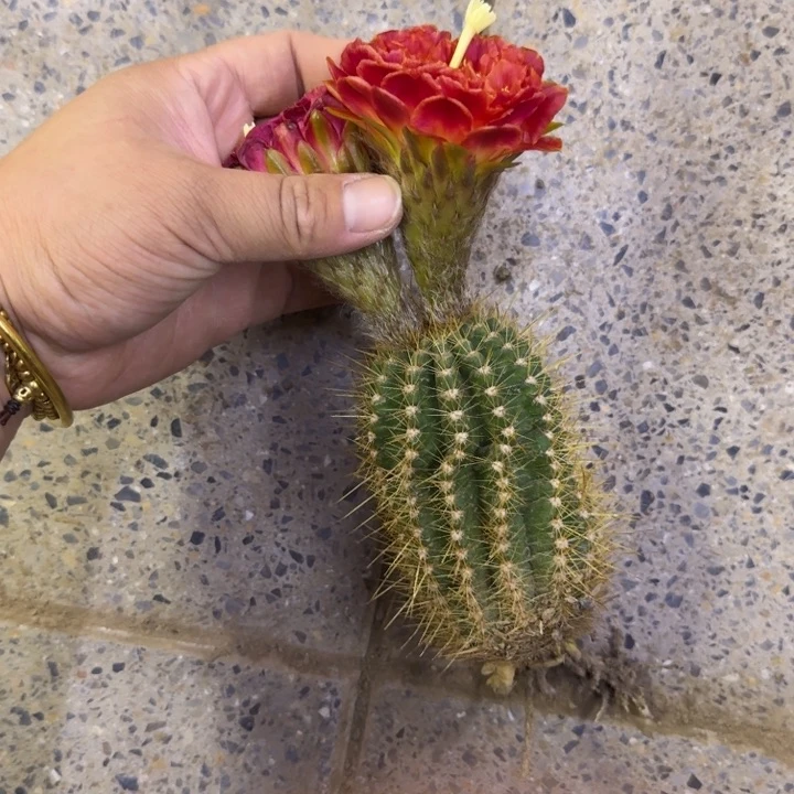毛花柱新品根脱土发货掰花