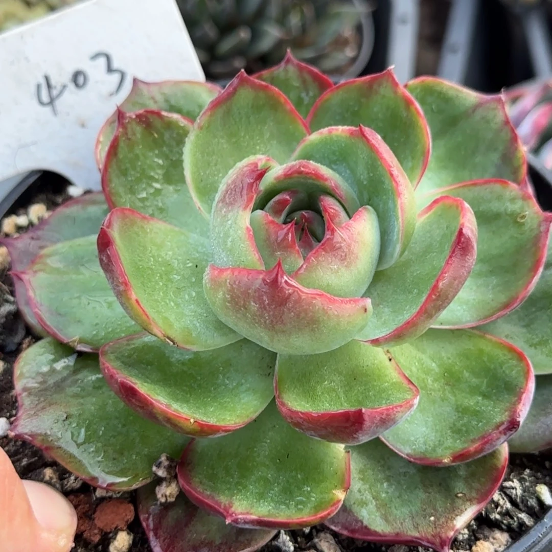 惊鸿一物一拍包装收缩花旱403