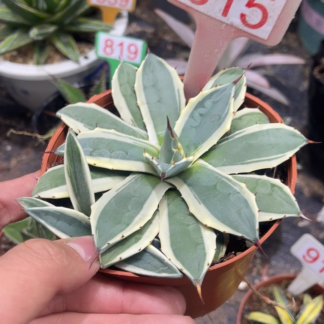 吉祥天龙舌兰系列