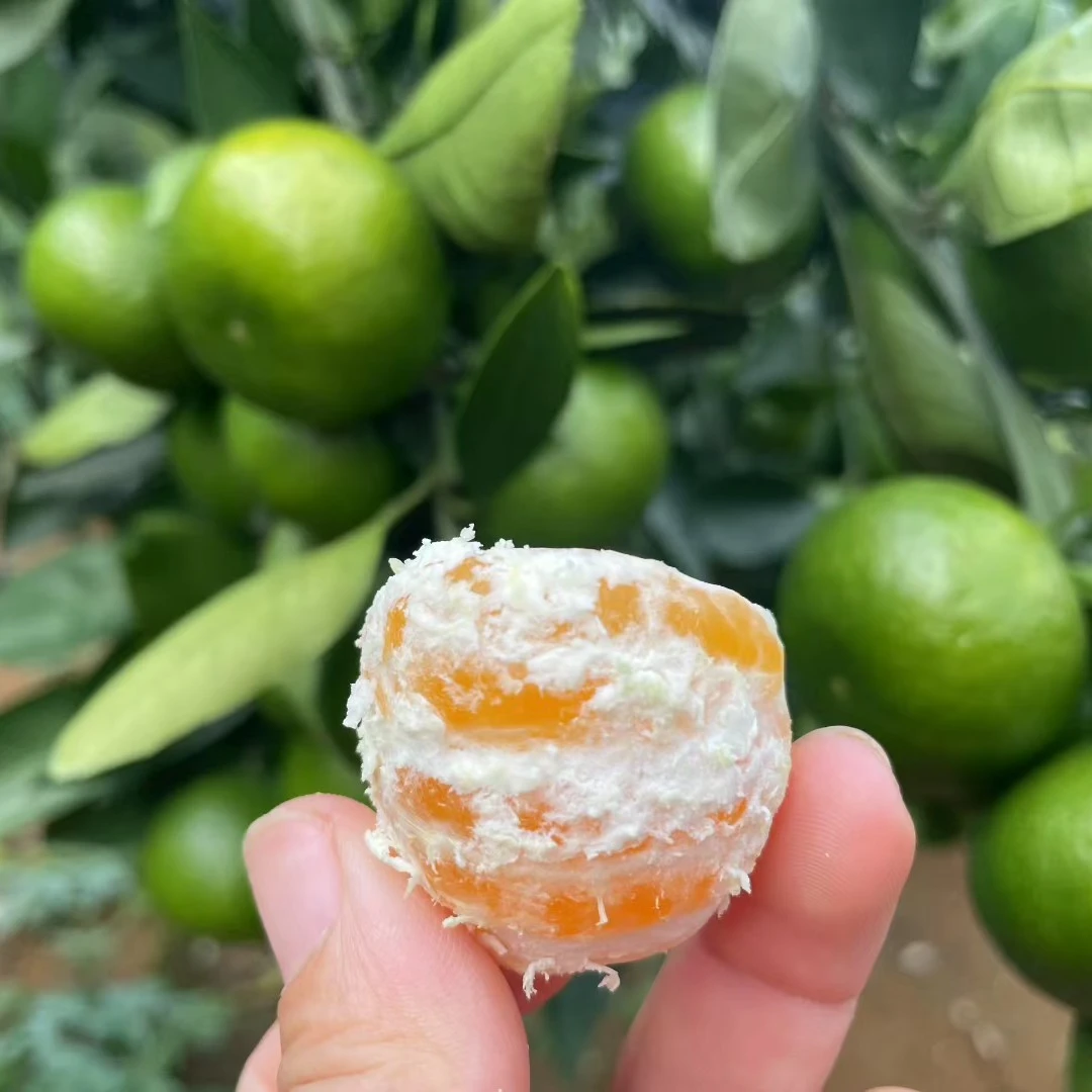 江永瑶寨自然成熟特早美人腰蜜橘纯甜无酸