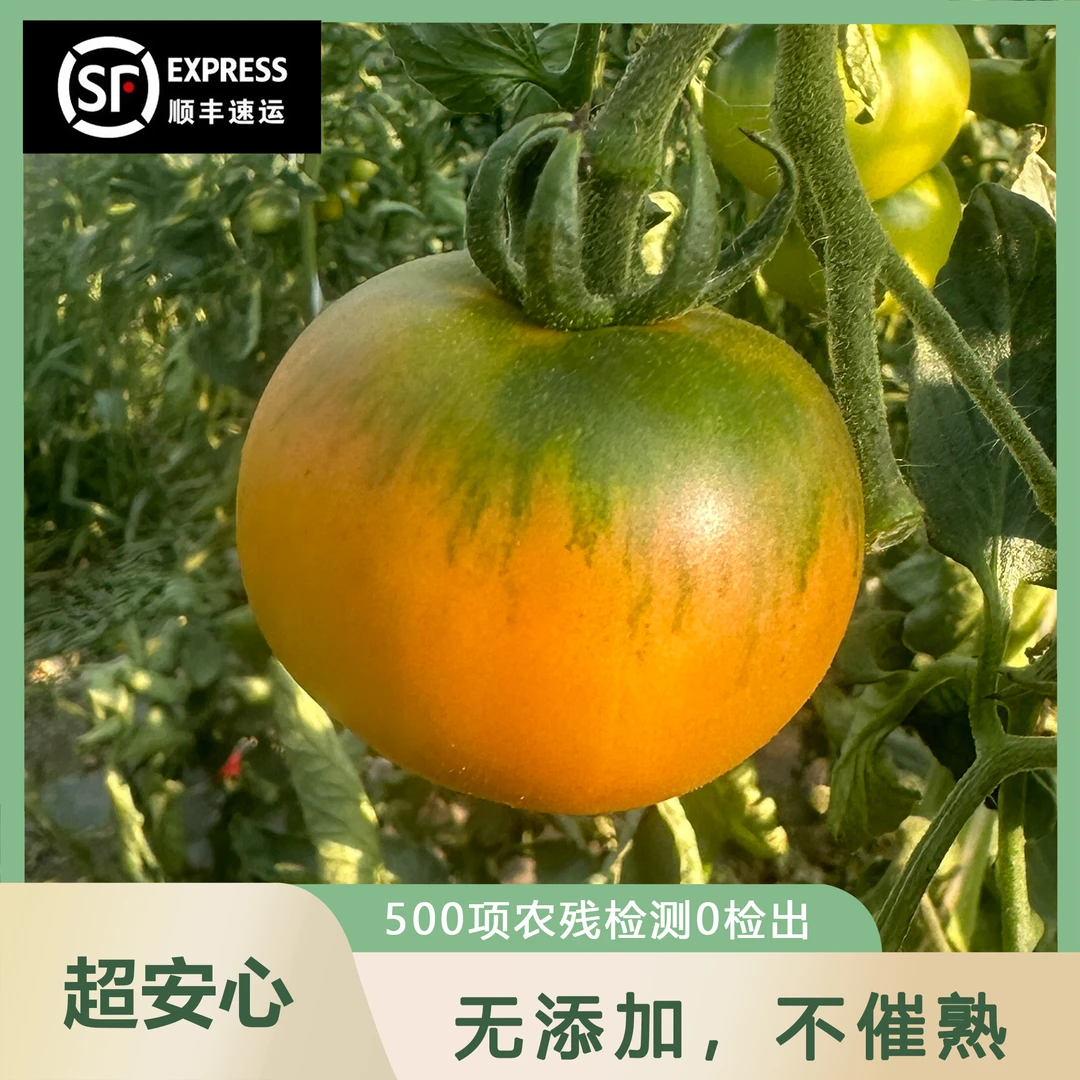 精品大果 正宗草莓西红柿铁皮柿子净重3斤（12个）明天到 新鲜北京市