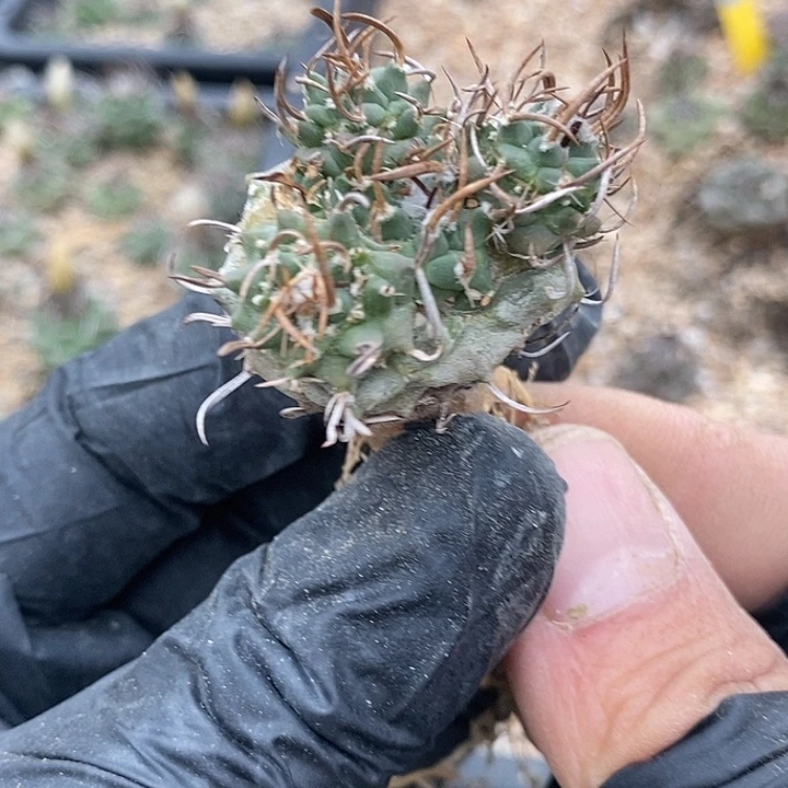 娇丽爆头娇丽一个