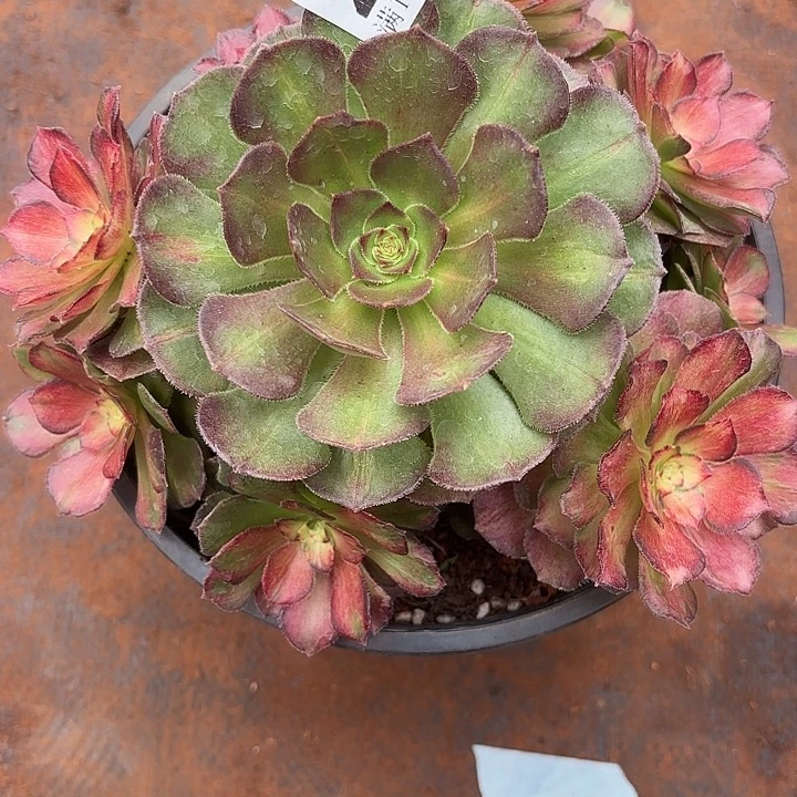 266海王七彩诺米多肉法师锦不包侧枝断枝