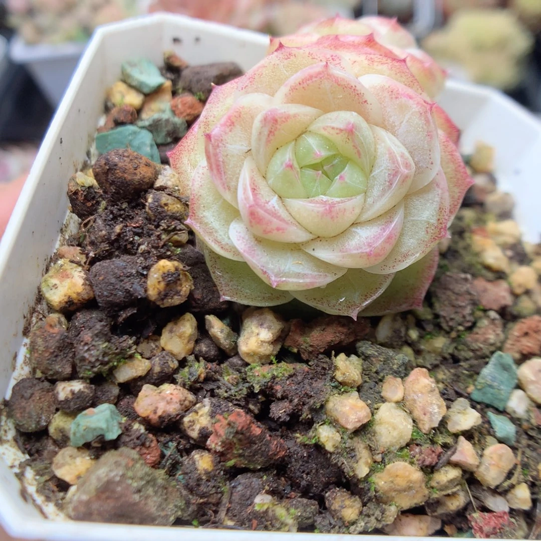 无花朵Q21 yyyyyyy