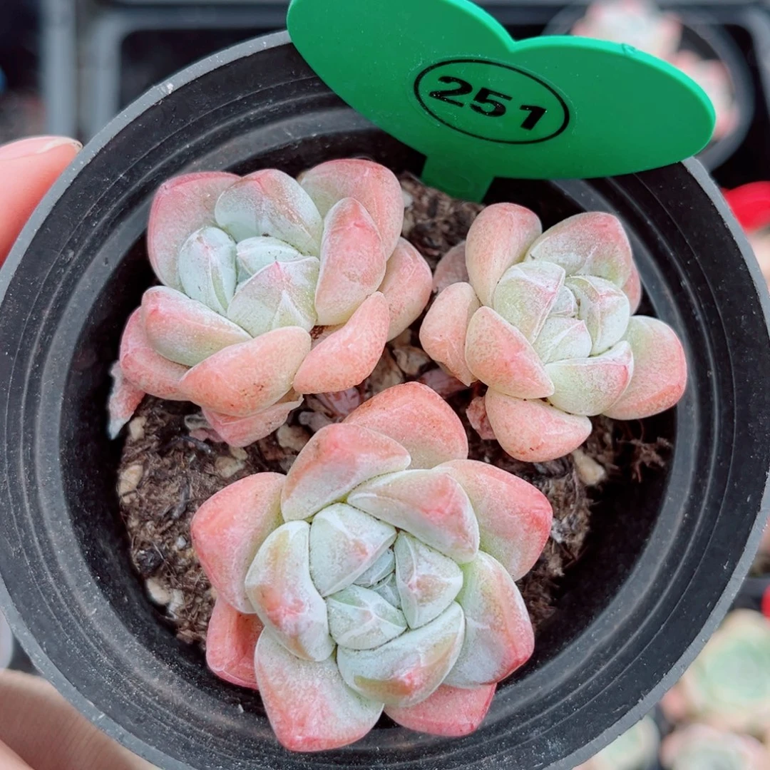 风靡园艺小老桩冰玉群