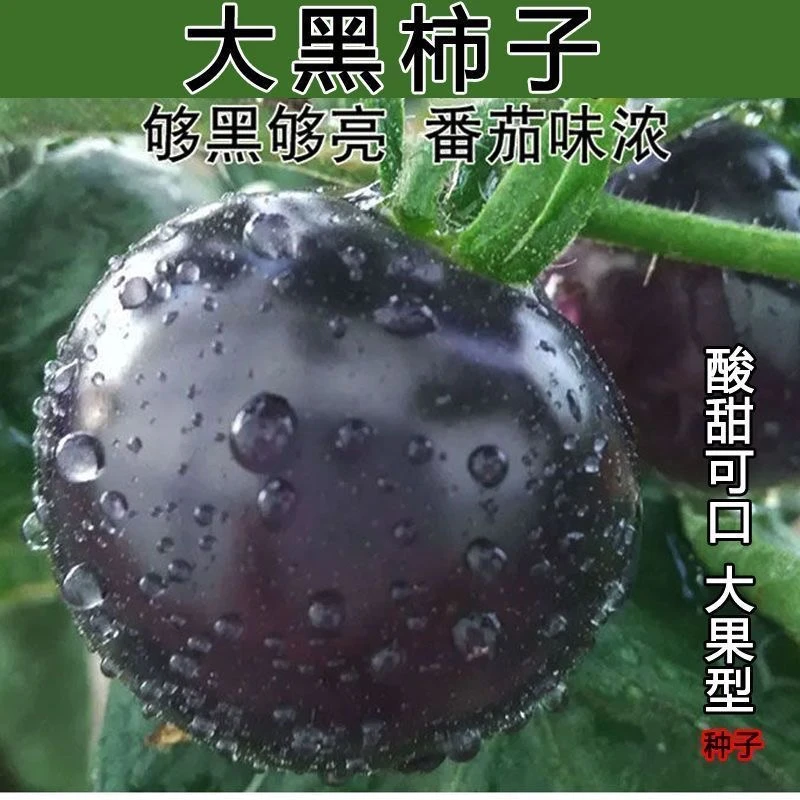 真甜黑柿子番茄种子黑番茄紫黑西红柿种子大果型黑番茄春播蔬菜籽