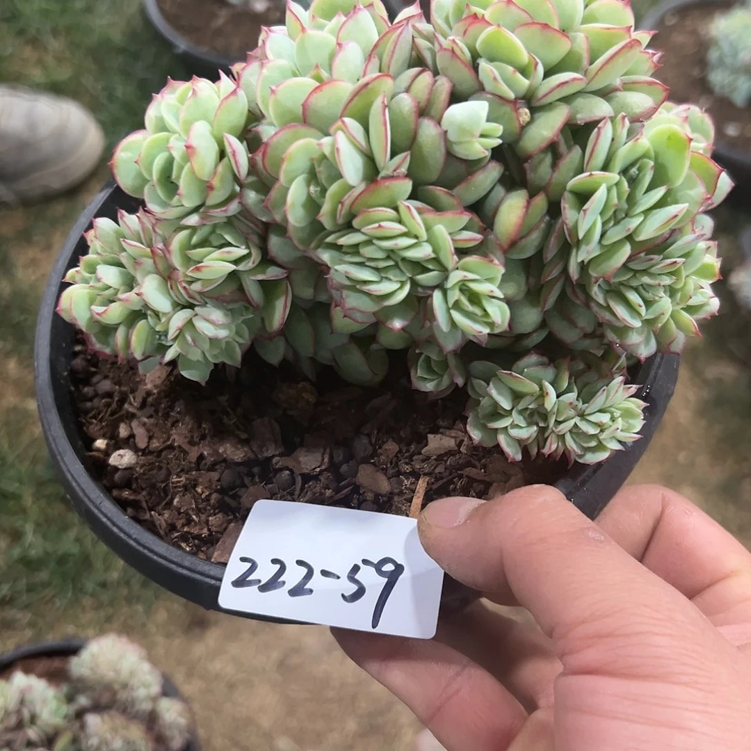 222-59牡丹亭缀化多肉