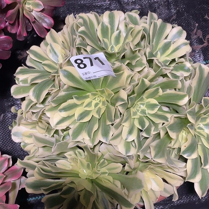 871绿豆沙法师3-10