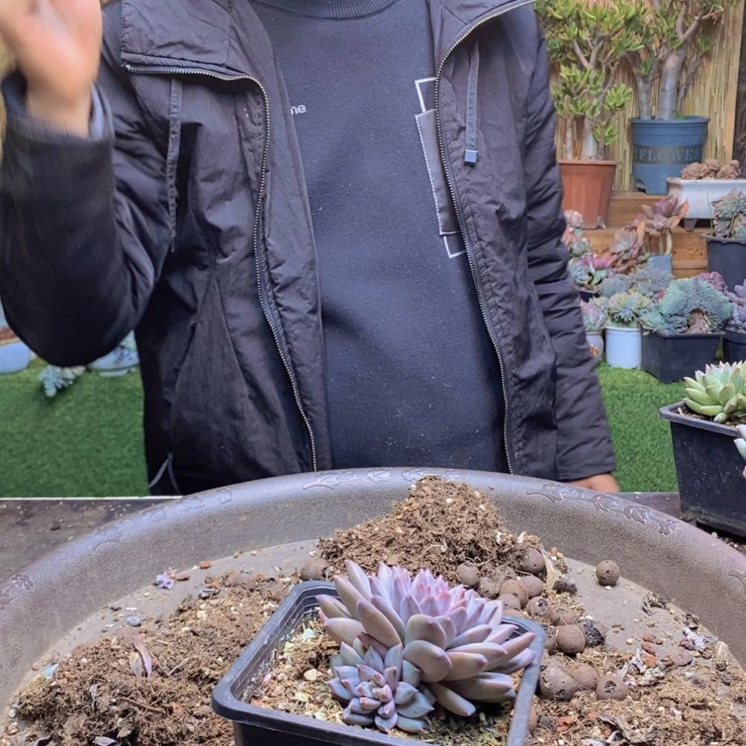 小**子309号幻影美人