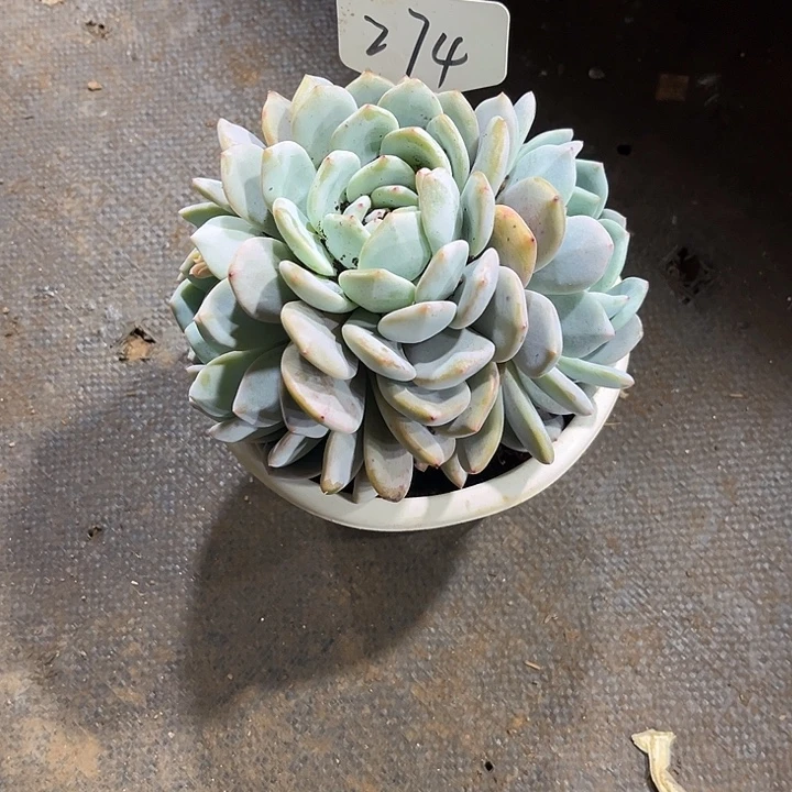 初****0000000000000274