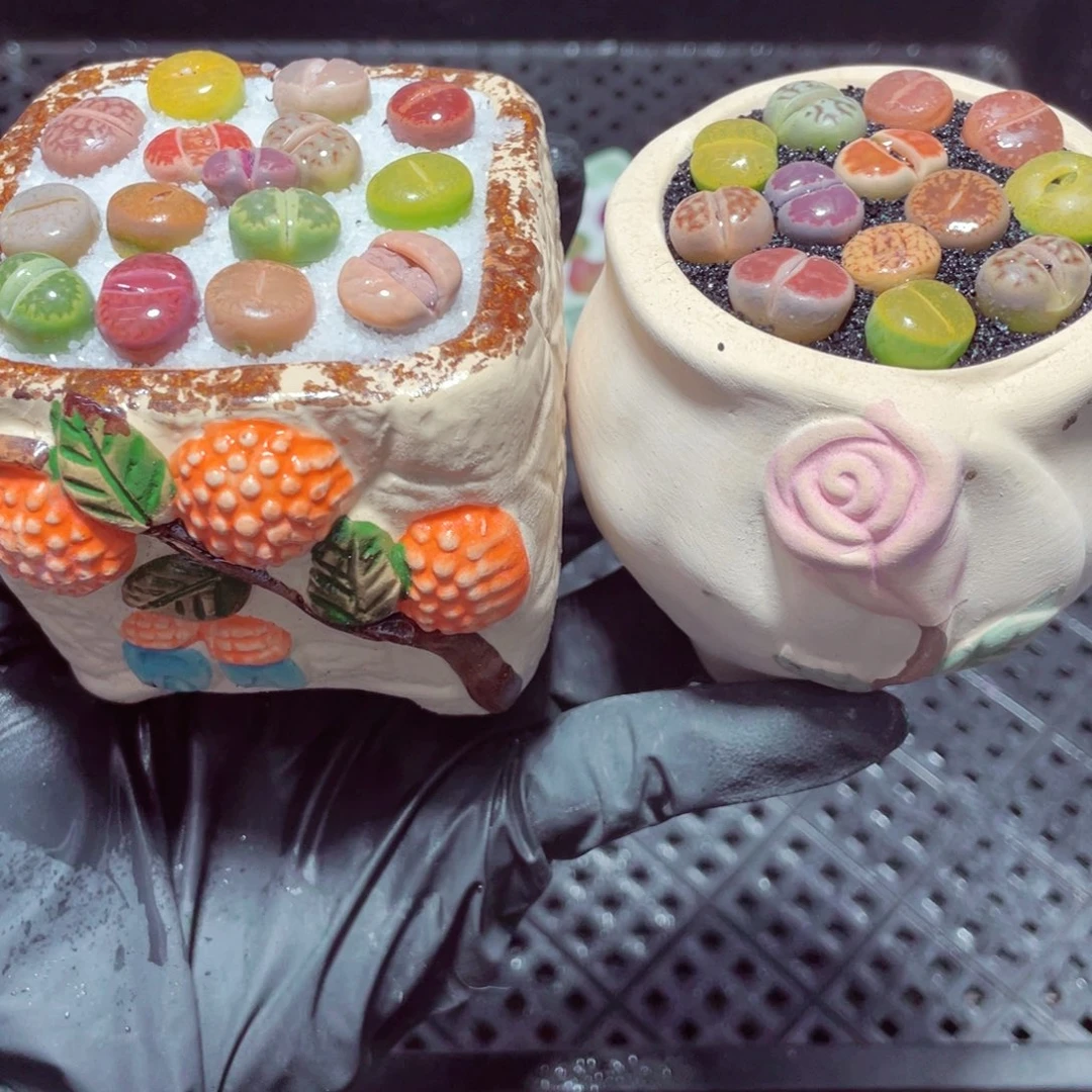 w8557 带盆土发货-零下地区拍保温箱