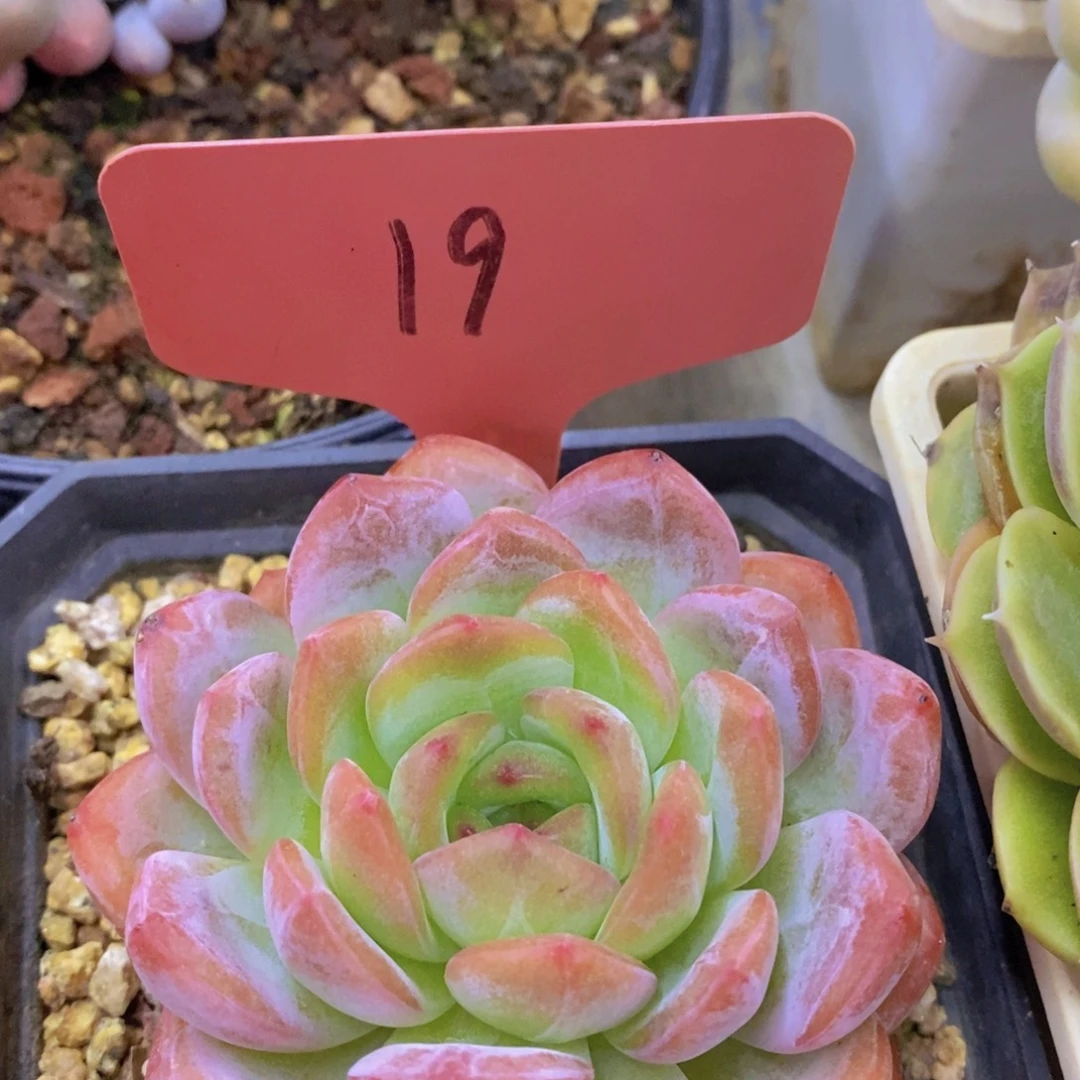 活动专场，最后一场