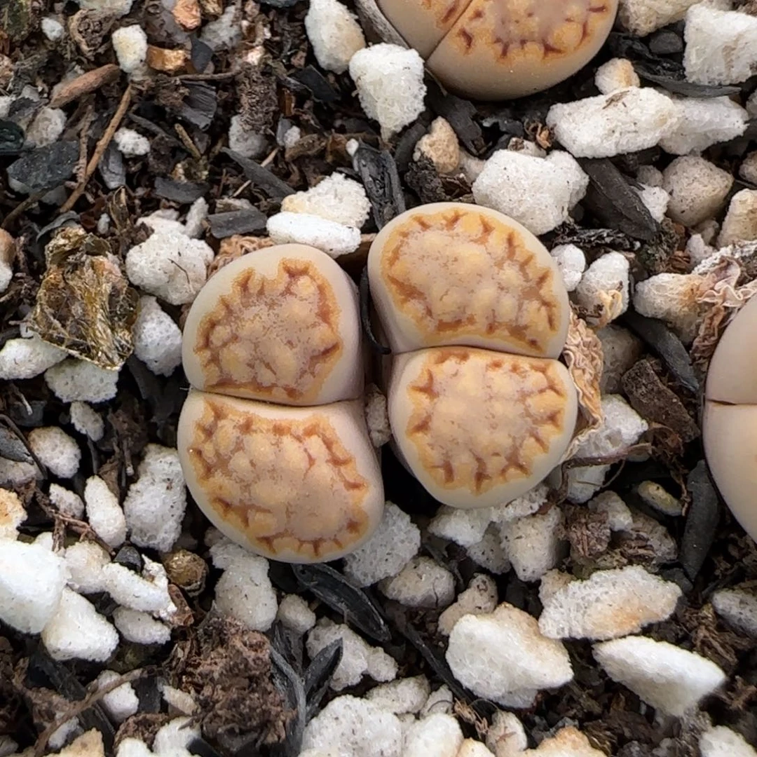 5.30。215饼干。9069