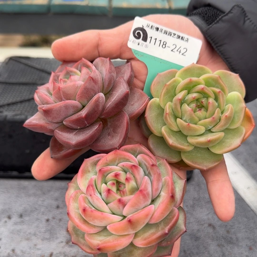 从前慢花园多肉编号1118-242