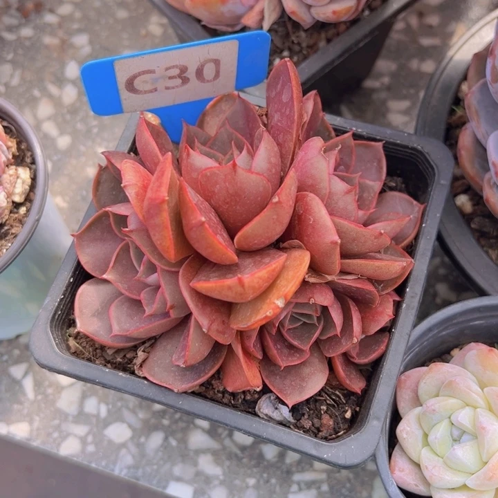 健健康康平平安安