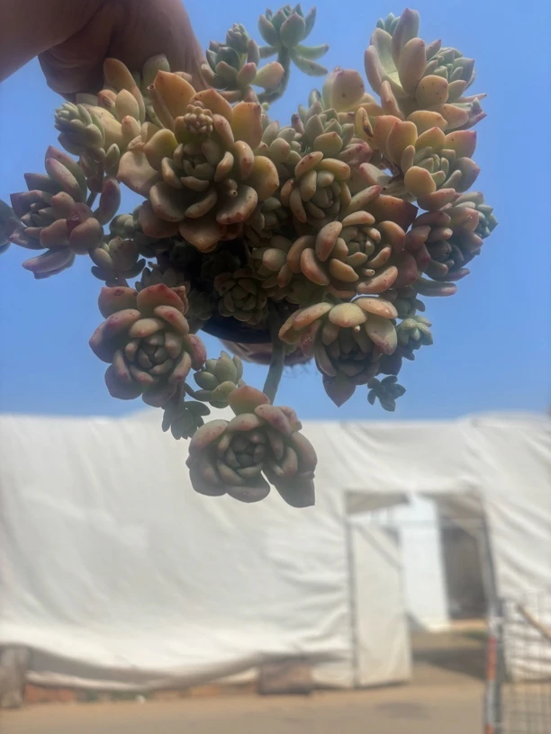 桃酥 多肉植物新手好养（满9.9包邮）