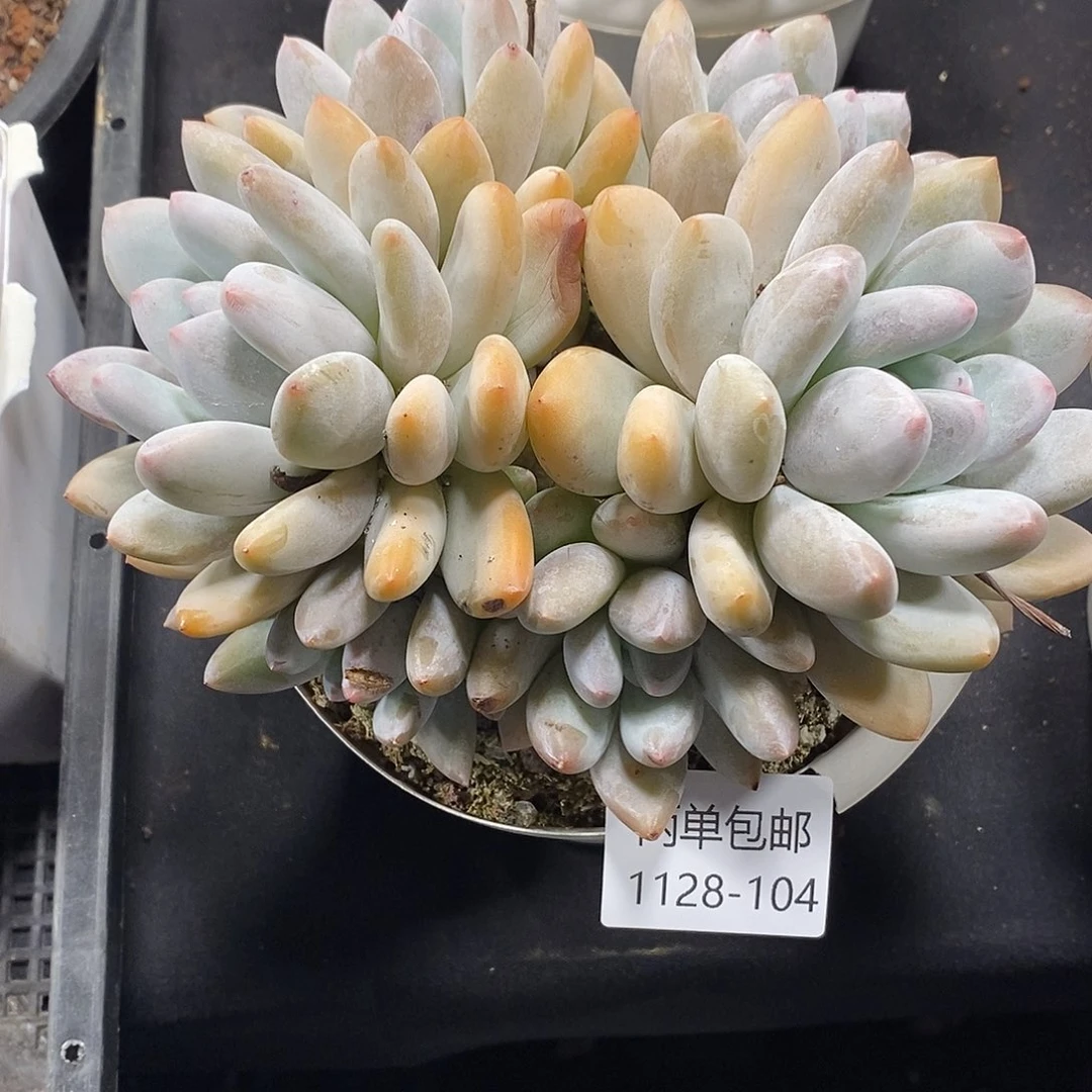 酸奶多肉 1128-104