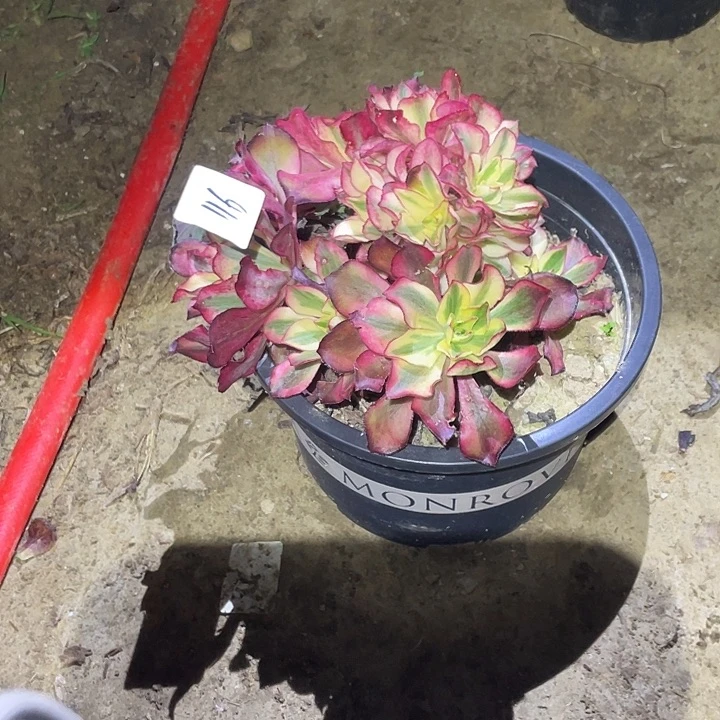 法师植物魅影法师116