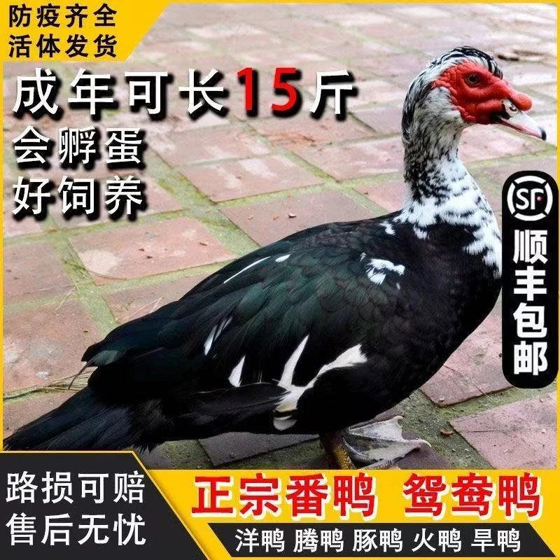 【顺丰速递】宠物鸭番鸭家养散养番鸭