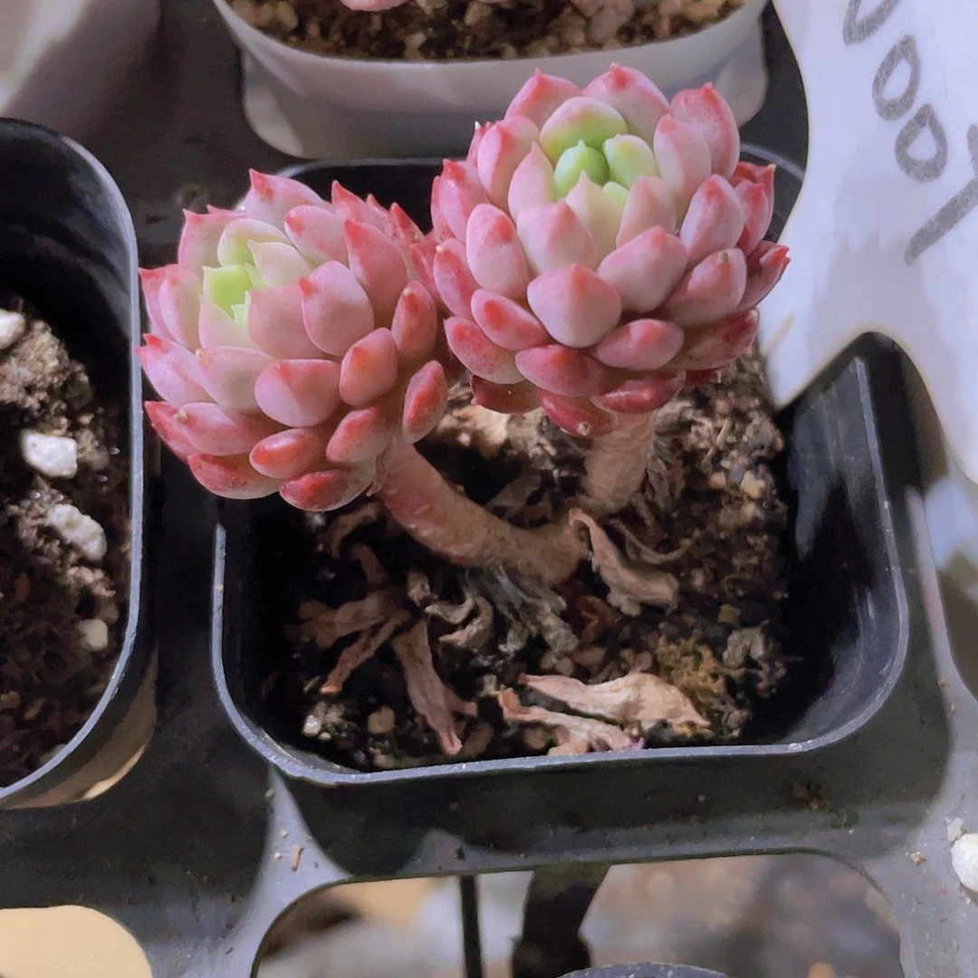 晴***?小红包杂w007一物一拍