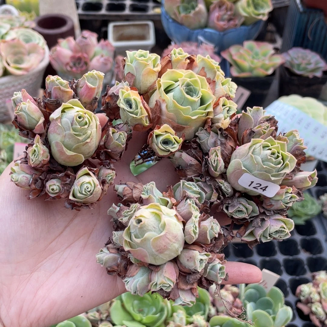 佛***司山地玫瑰多肉植物花卉124四颗